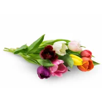 Tulipán